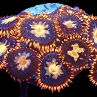 WYSIWYG Zoanthid Frag M31