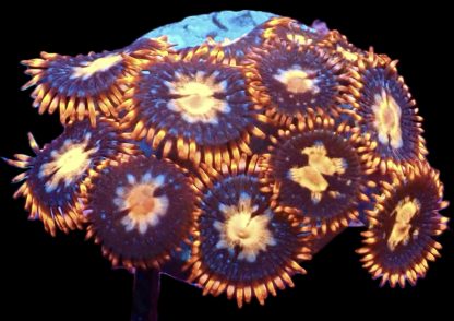 WYSIWYG Zoanthid Frag M31