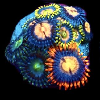 WYSIWYG Zoanthid Frag M34