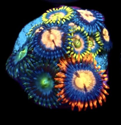 WYSIWYG Zoanthid Frag M34