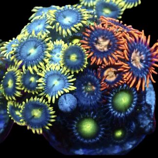 WYSIWYG Zoanthid Frag M45
