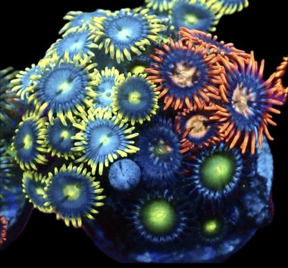 WYSIWYG Zoanthid Frag M45