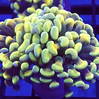 Holy Grail Branching Hammer Single