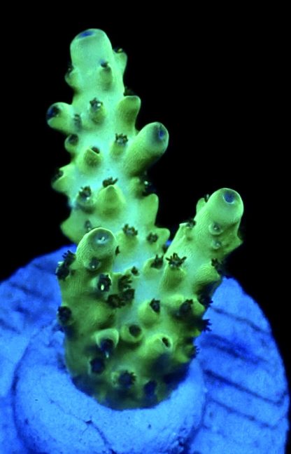 WYSIWYG 9C Acropora Granulosa Frag - Image 2