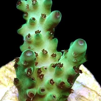 WYSIWYG 9C Acropora Granulosa Frag