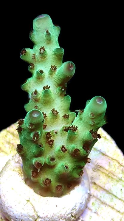 WYSIWYG 9C Acropora Granulosa Frag
