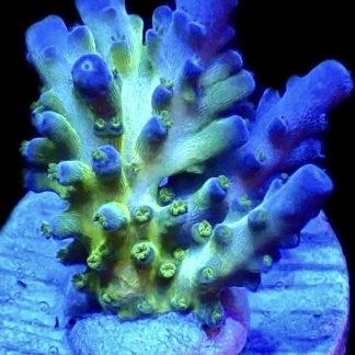 WYSIWYG 12G Violet Venom Acropora Frag