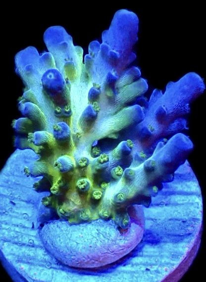 WYSIWYG 12G Violet Venom Acropora Frag