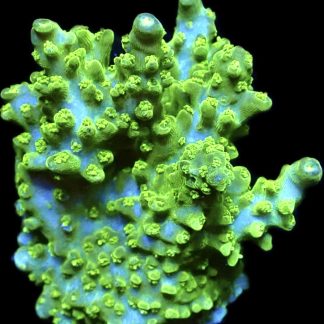 WYSIWYG 16G Limoncello Acropora Frag