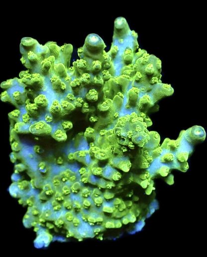 WYSIWYG 16G Limoncello Acropora Frag