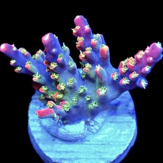 WYSIWYG 22D M.O.C. Bubblebath Unicorn Acropora Frag