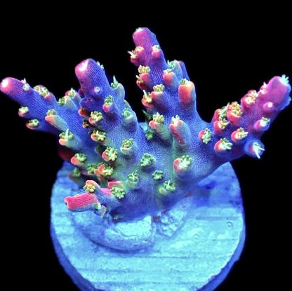 WYSIWYG 22D M.O.C. Bubblebath Unicorn Acropora Frag