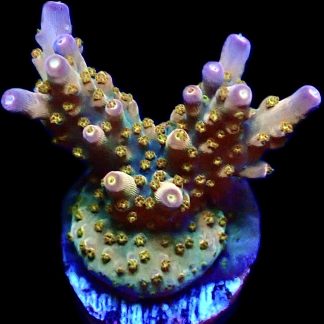 WYSIWYG 22H Midnight Beacon Acropora Frag