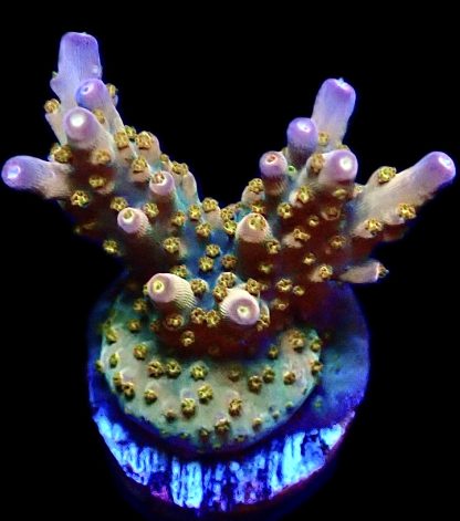 WYSIWYG 22H Midnight Beacon Acropora Frag