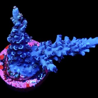 WYSIWYG 23J Blue Curacao Acropora