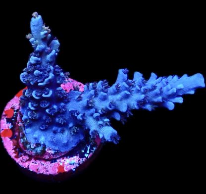 WYSIWYG 23J Blue Curacao Acropora