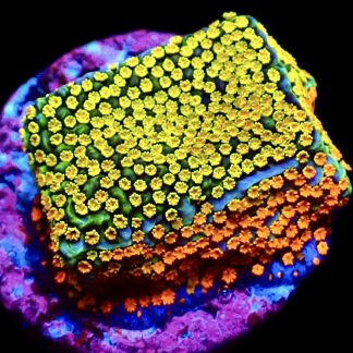 WYSIWYG 20J Rainbow Montipora