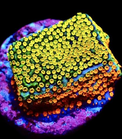 WYSIWYG 20J Rainbow Montipora