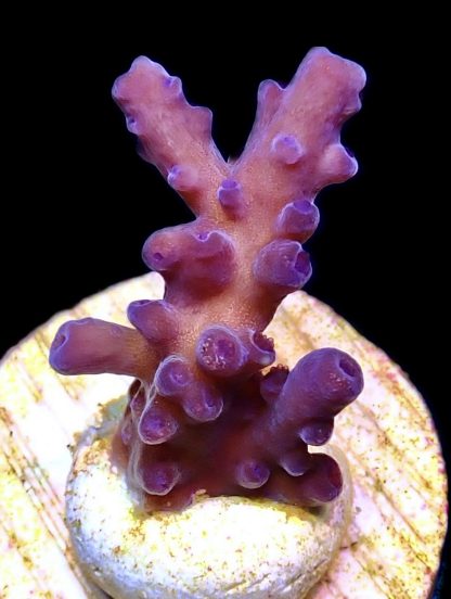 WYSIWYG 12J Oregon Tort Acropora Frag