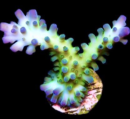 WYSIWYG 15E Violet Venom Acropora Frag