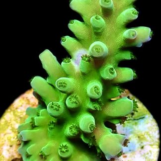 WYSIWYG 19G Highlighter Acropora Frag