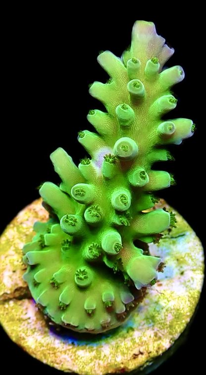WYSIWYG 19G Highlighter Acropora Frag