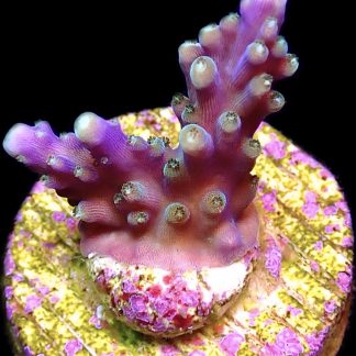 WYSIWYG 24B Purple Monster Acropora Frag