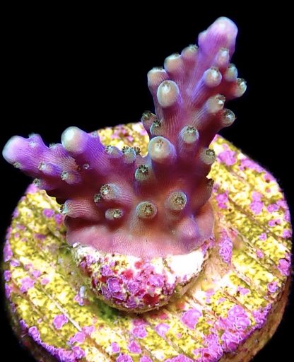 WYSIWYG 24B Purple Monster Acropora Frag