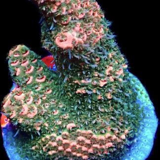 WYSIWYG 16E Acropora Millepora Frag Large
