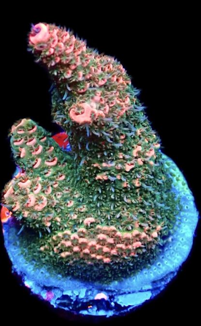 WYSIWYG 16E Acropora Millepora Frag Large
