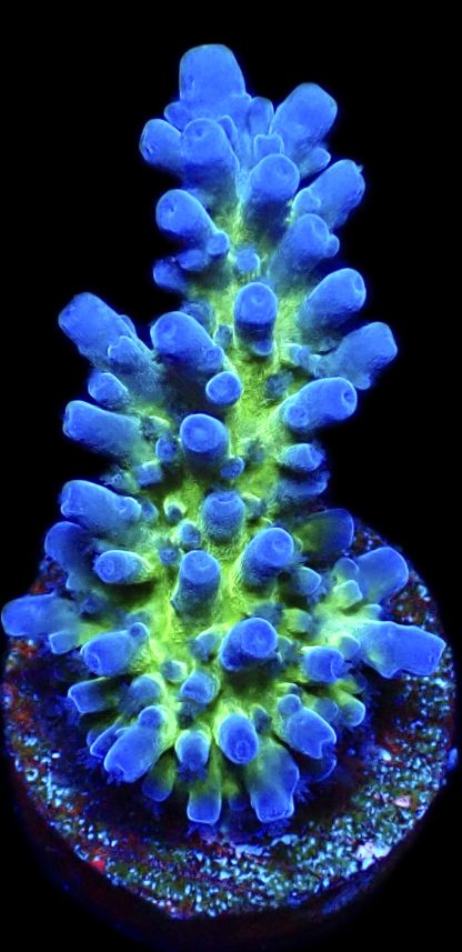 WYSIWYG 16F Miyagi Tort Acropora Large