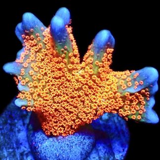 WYSIWYG 17J Bubblegum Montipora Large