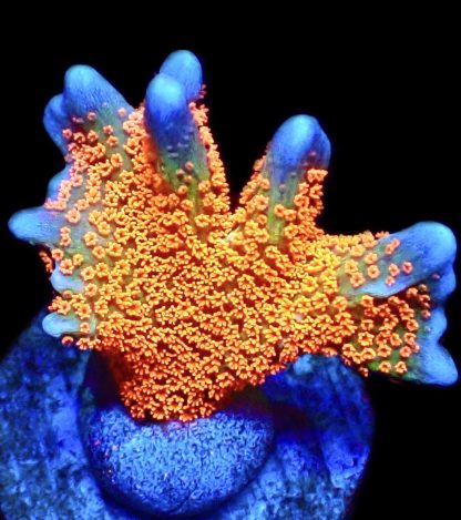 WYSIWYG 17J Bubblegum Montipora Large