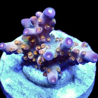 WYSIWYG 20C Midnight Beacon Acropora Frag