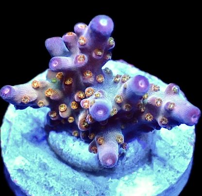 WYSIWYG 20C Midnight Beacon Acropora Frag