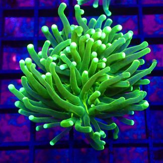 WYSIWYG T28 Fluorescent Lime Torch Euphyllia
