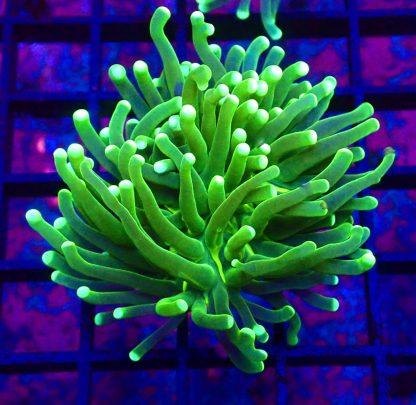WYSIWYG T28 Fluorescent Lime Torch Euphyllia