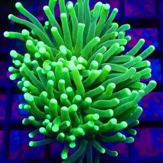 WYSIWYG T29 Fluorescent Lime Torch Euphyllia