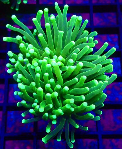 WYSIWYG T29 Fluorescent Lime Torch Euphyllia