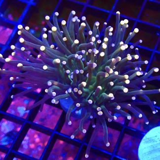 WYSIWYG T27 Rainbow Tip Fluorescent Torch Euphyllia