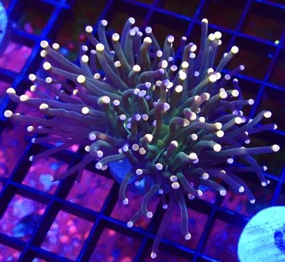 WYSIWYG T27 Rainbow Tip Fluorescent Torch Euphyllia