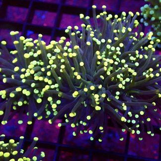 WYSIWYG Citrus Burst Fluorescent Torch Euphyllia Colony