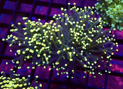 WYSIWYG Citrus Burst Fluorescent Torch Euphyllia Colony