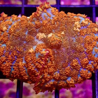 WYSIWYG 34B Fire And Ice Rhodactis Mushroom Coral