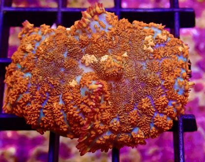 WYSIWYG 34B Fire And Ice Rhodactis Mushroom Coral