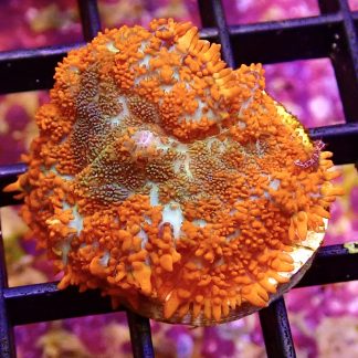 WYSIWYG 34C Red / Turquoise Rhodactis Mushroom Coral