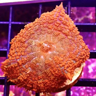 WYSIWYG 34D Forest Fire Rhodactis Mushroom Coral