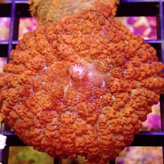 WYSIWYG 34E Scarlet Rhodactis Mushroom Coral