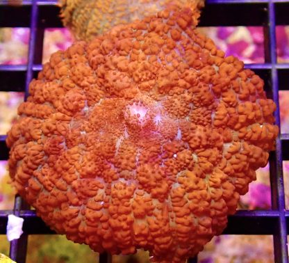 WYSIWYG 34E Scarlet Rhodactis Mushroom Coral