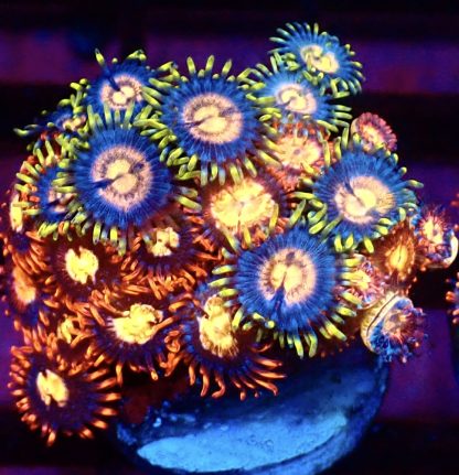 WYSIWYG Zoanthid Frag M51 - Image 2